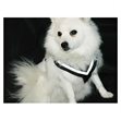 Miniaturebillede af MIMsafe Allsafe hundesele small