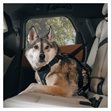 Miniaturebillede af Thule Cappy L Hundesele til Bil