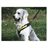 Produktbillede af MIMsafe Allsafe hundesele small